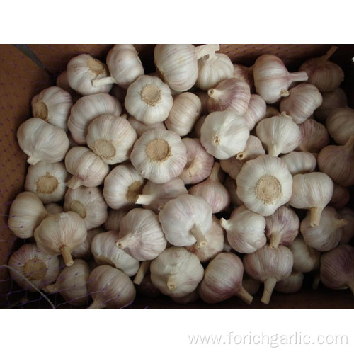 New Crop Garlic 2019